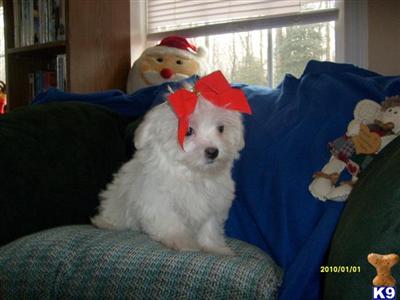 Puppies in DE